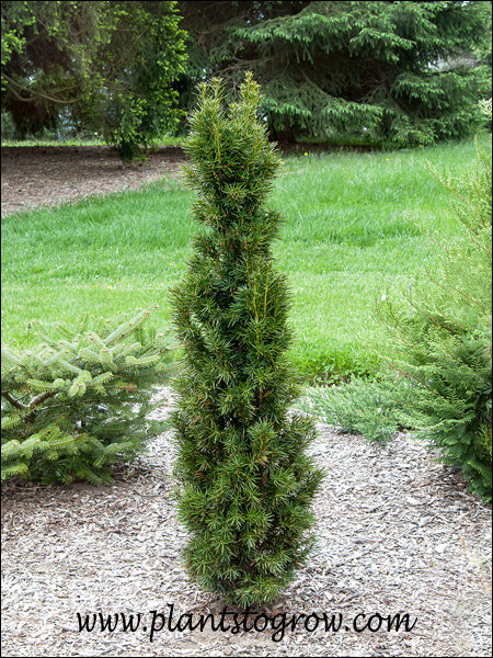 A narrow, upright growing plant.